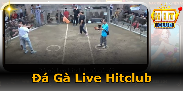 Đá gà Live Hitclub - Cách chơi và săn khuyến mãi siêu khủng 2026